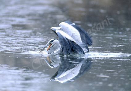  Image name: airone cenerino 8.jpg 
 width: 425 pixel 
 height: 295 pixel 
 Size: 19700 bytes 
 Click to enlarge 